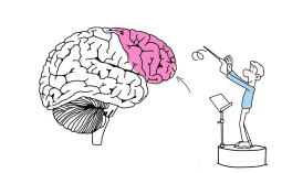 cortex prefrontal
